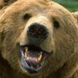 Bears Bears Bears