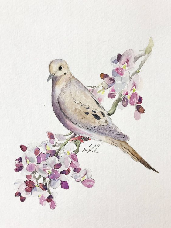 mourning dove.jpg